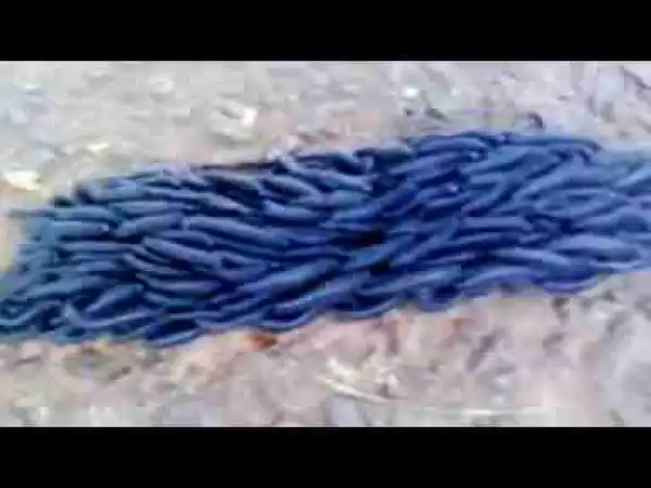 Video: The Best Of Group Animals - Have You Ever Seen This Scene Before?